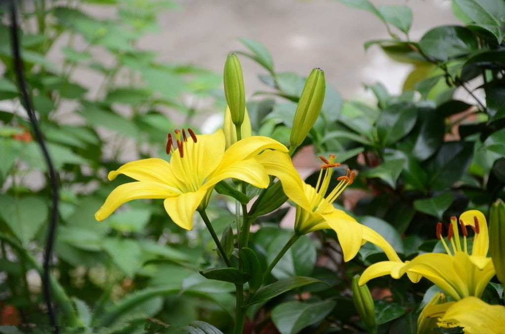 1553132222136841.png 2-1.png