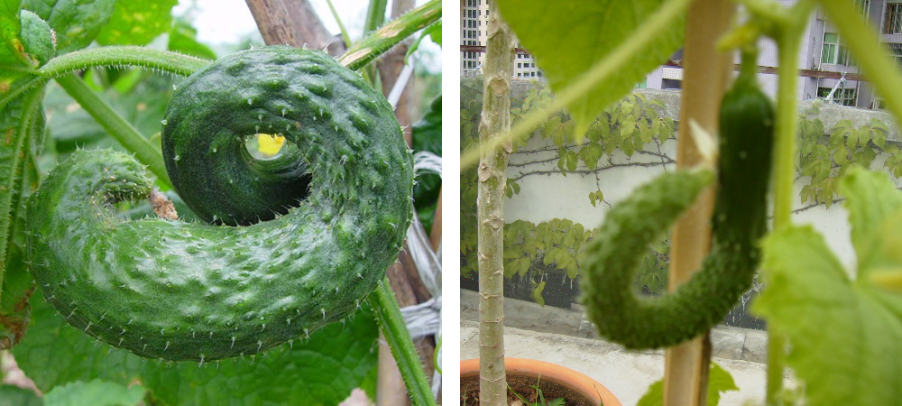 1561775976134241.jpg 曲瓜.jpg