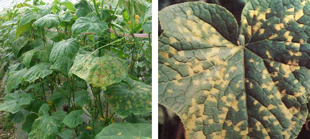 1561778655610707.jpg 病害1.jpg