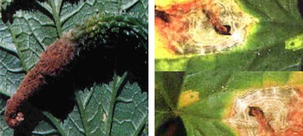 1561778724327988.jpg 病害2.jpg